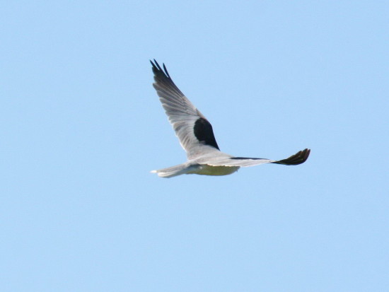 Milano blanco/White-tailed Kite