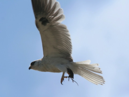 Milano blanco/White-tailed Kite