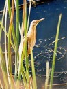 Mirasol común/Stripe-backed Bittern