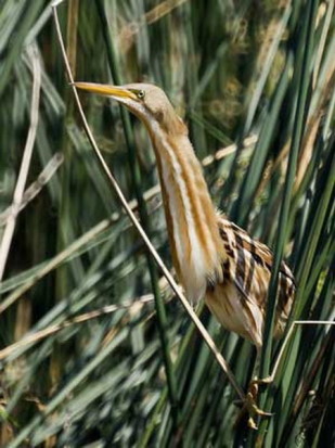 Mirasol común/Stripe-backed Bittern