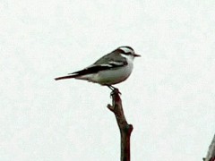 Monjita coronada/Black-crowned Monjita