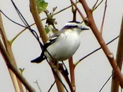 Monjita coronada/Black-crowned Monjita