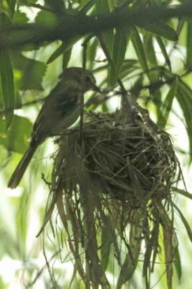 Mosqueta estriada/Bran-coloured Flycatcher