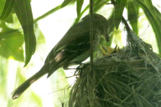 Mosqueta estriada/Bran-coloured Flycatcher