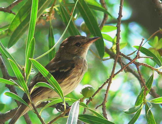 Mosqueta estriada/Bran-coloured Flycatcher