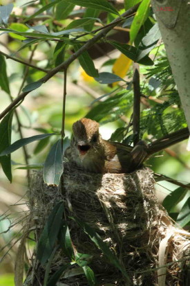 Mosqueta estriada/Bran-coloured Flycatcher