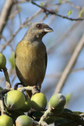 Naranjero/Blue-and-yellow Tanager