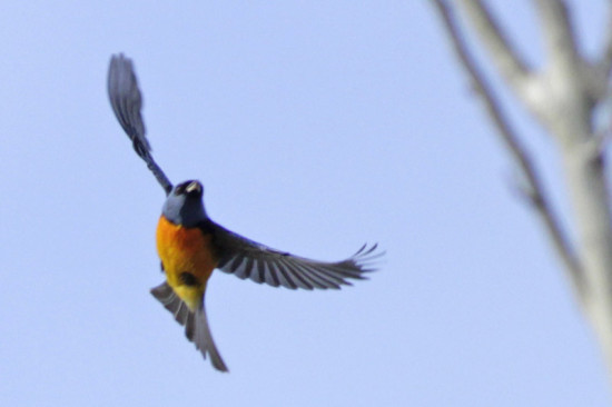 Naranjero/Blue-and-yellow Tanager