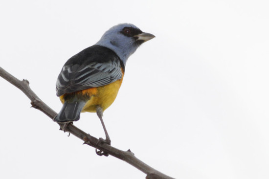 Naranjero/Blue-and-yellow Tanager