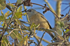 Naranjero/Blue-and-yellow Tanager