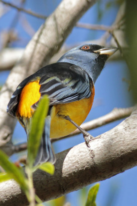 Naranjero/Blue-and-yellow Tanager