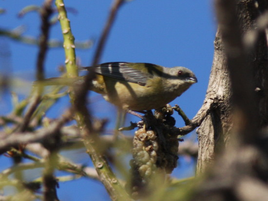 Naranjero/Blue-and-yellow Tanager