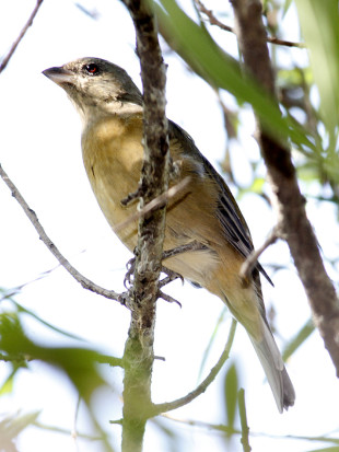 Naranjero/Blue-and-yellow Tanager