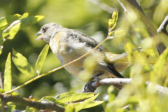 Naranjero/Blue-and-yellow Tanager