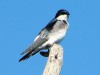 Golondrina patagónica/Chilean Swallow