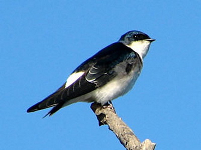 Golondrina patagónica/Chilean Swallow Golondrina patagónica/Chilean Swallow