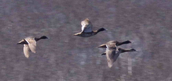 Pato cabeza negra/Black-headed Duck