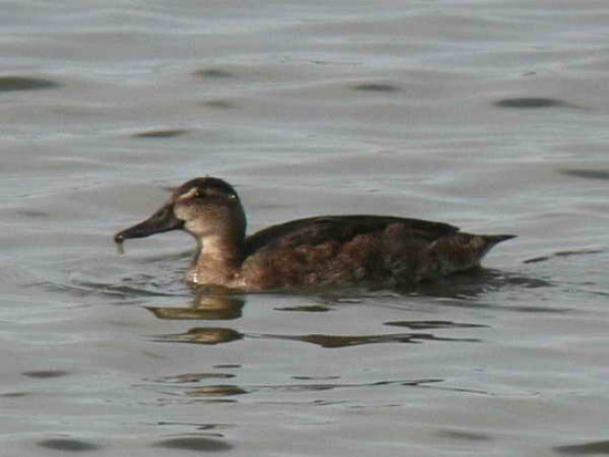 Pato cabeza negra/Black-headed Duck