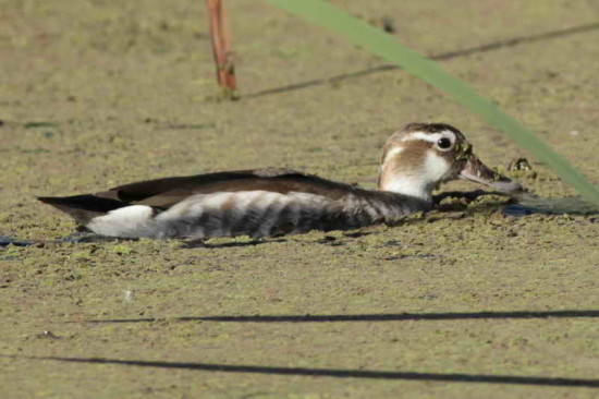 Pato de collar/Ringed Teal