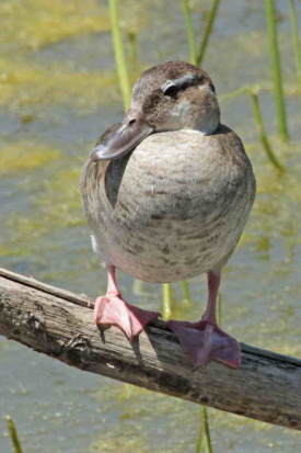 Pato de collar/Ringed Teal