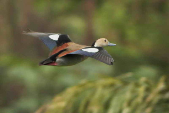 Pato de collar/Ringed Teal