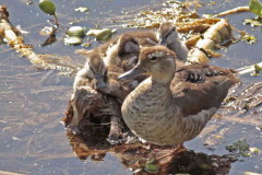 Pato de collar/Ringed Teal