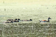 Pato de collar/Ringed Teal