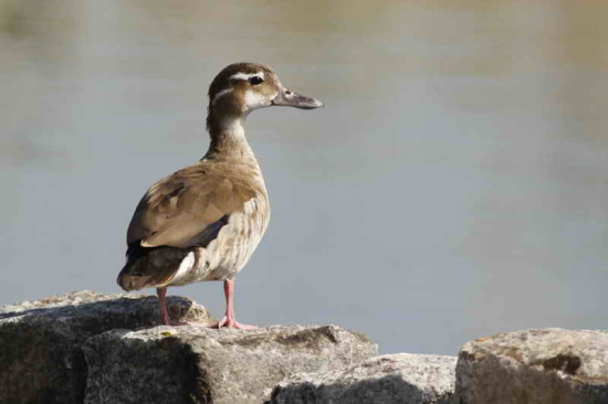 Pato de collar/Ringed Teal