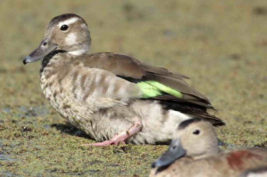 Pato de collar/Ringed Teal