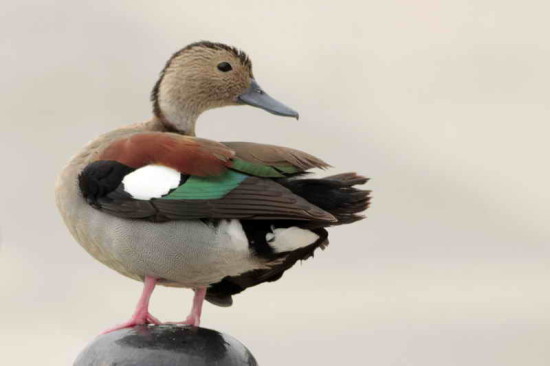 Pato de collar/Ringed Teal