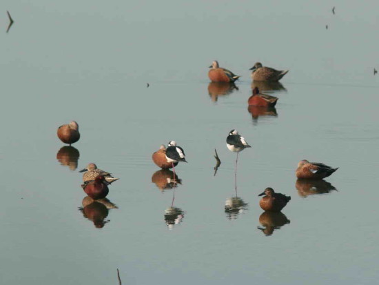 Pato colorado/Cinnamon Teal