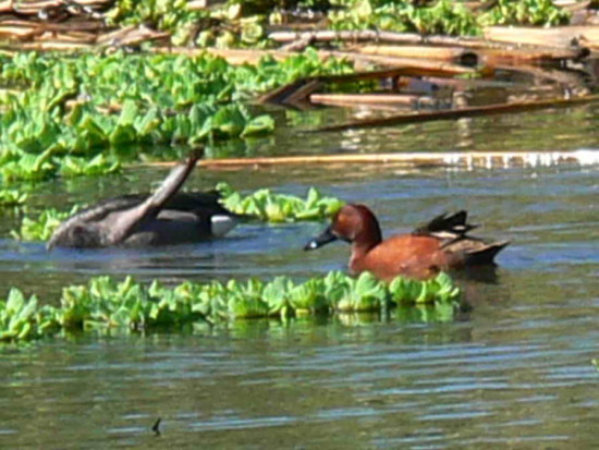 Pato colorado/Cinnamon Teal