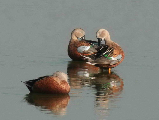 Pato cuchara/Red shoveler