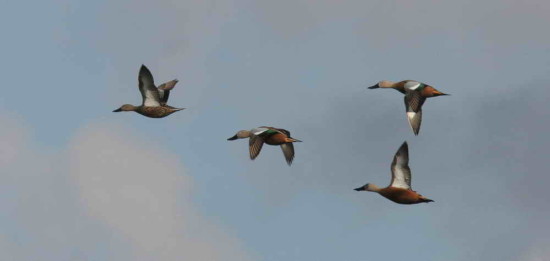 Pato cuchara/Red shoveler