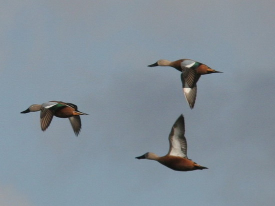 Pato cuchara/Red shoveler