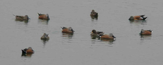 Pato cuchara/Red shoveler