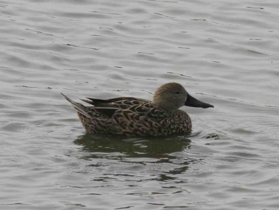 Pato cuchara/Red shoveler