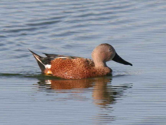 Pato cuchara/Red shoveler