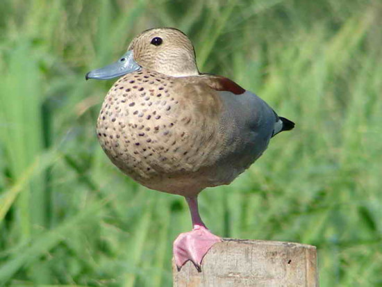 Pato de collar/Ringed Teal