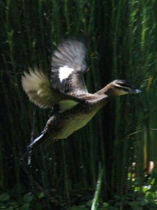 Pato fierro/Masked Duck