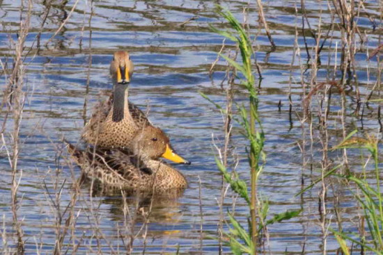 Pato maicero/Yellow-billed Pintail