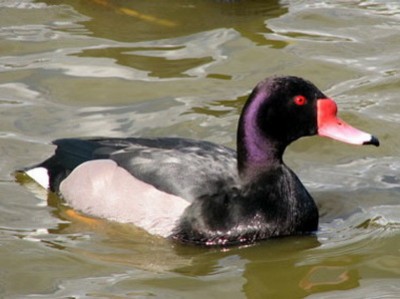 Pato picazo/Rosy-billed Pochard