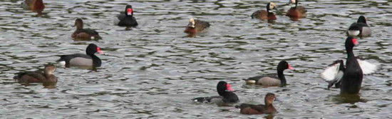 Pato picazo/Rosy-billed Pochard