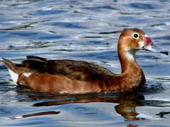 Pato picazoM/Rosy-billed PochardM