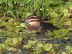 Pato fierro H/Masked Duck F