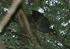 Pava de monte común/Dusky-legged Guan