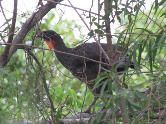 Pava de monte común/Dusky-legged Guan