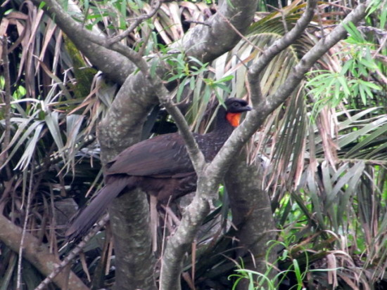 Pava de monte común/Dusky-legged Guan