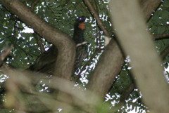 Pava de monte común/Dusky-legged Guan