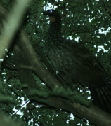 Pava de monte común/Dusky-legged Guan